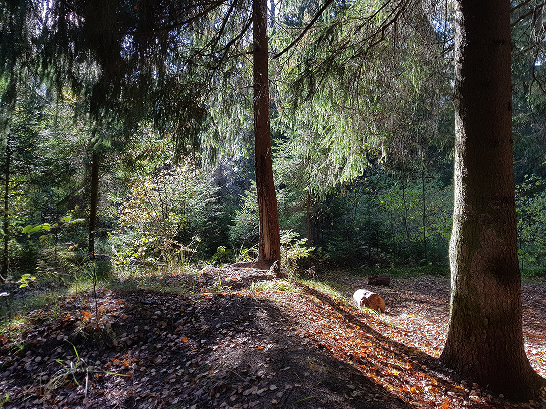 Дубна, image of landscape/habitat.