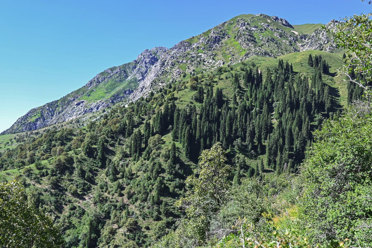 Перевал Кутурма, image of landscape/habitat.
