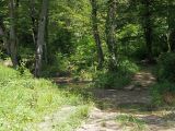 Кудепстенский дендропарк, image of landscape/habitat.
