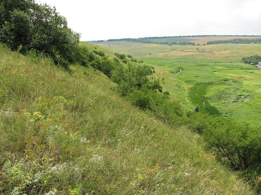 Берестовая, image of landscape/habitat.