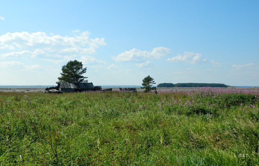 Унежма, image of landscape/habitat.