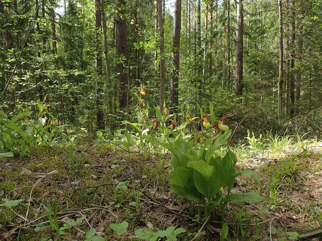 Запрудня, image of landscape/habitat.