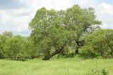 Окрестности деревни Сатино, image of landscape/habitat.