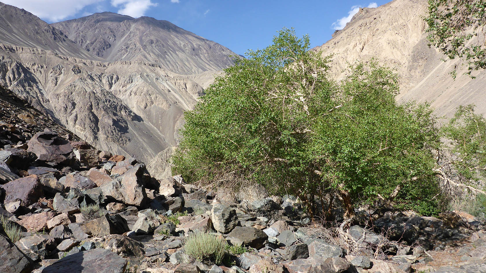 Берёзовая, image of landscape/habitat.