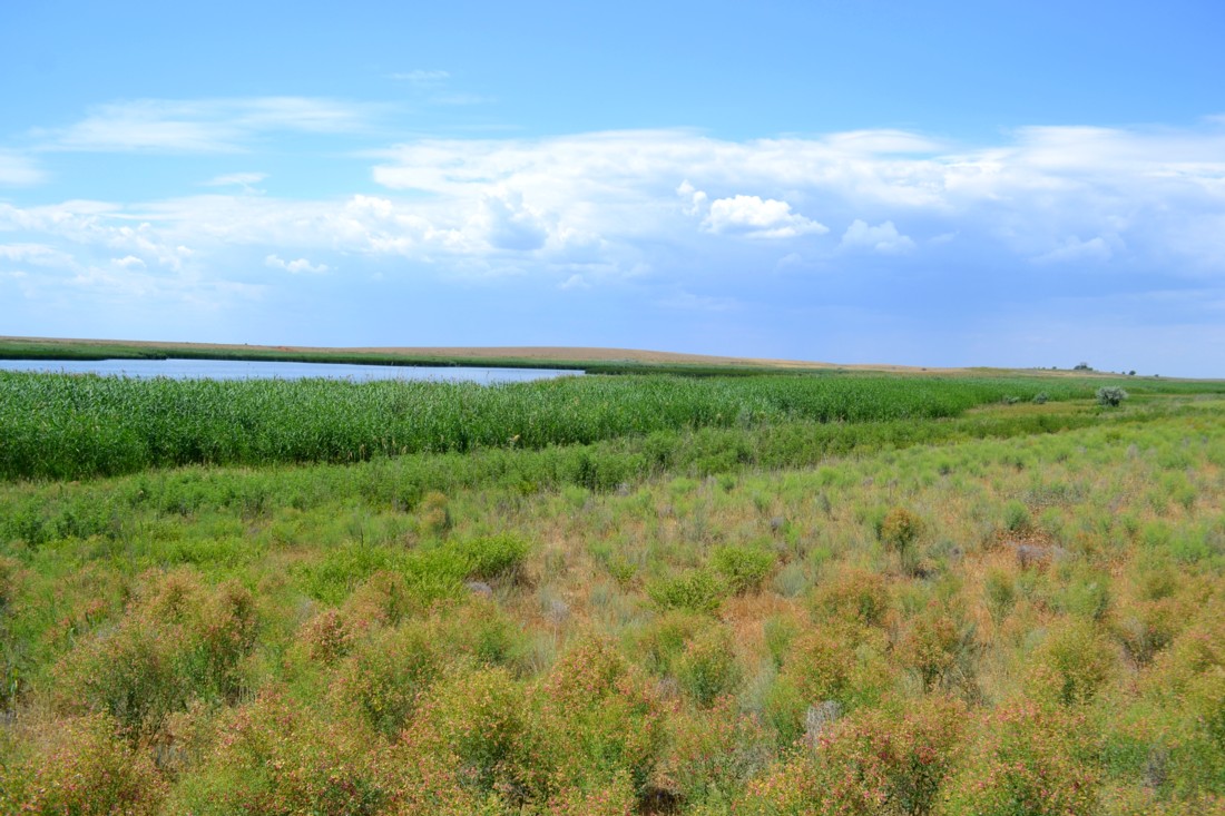 Подстепка, image of landscape/habitat.