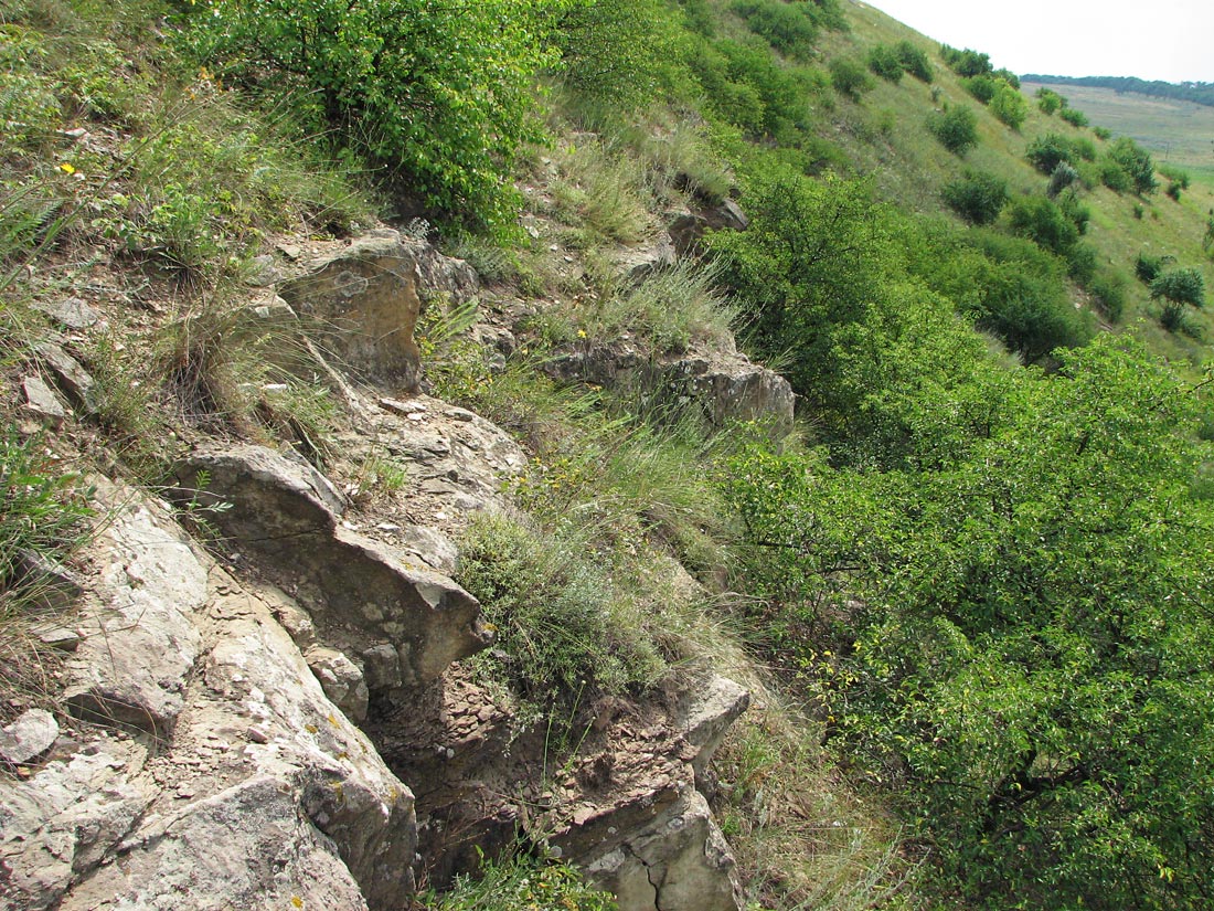 Берестовая, image of landscape/habitat.