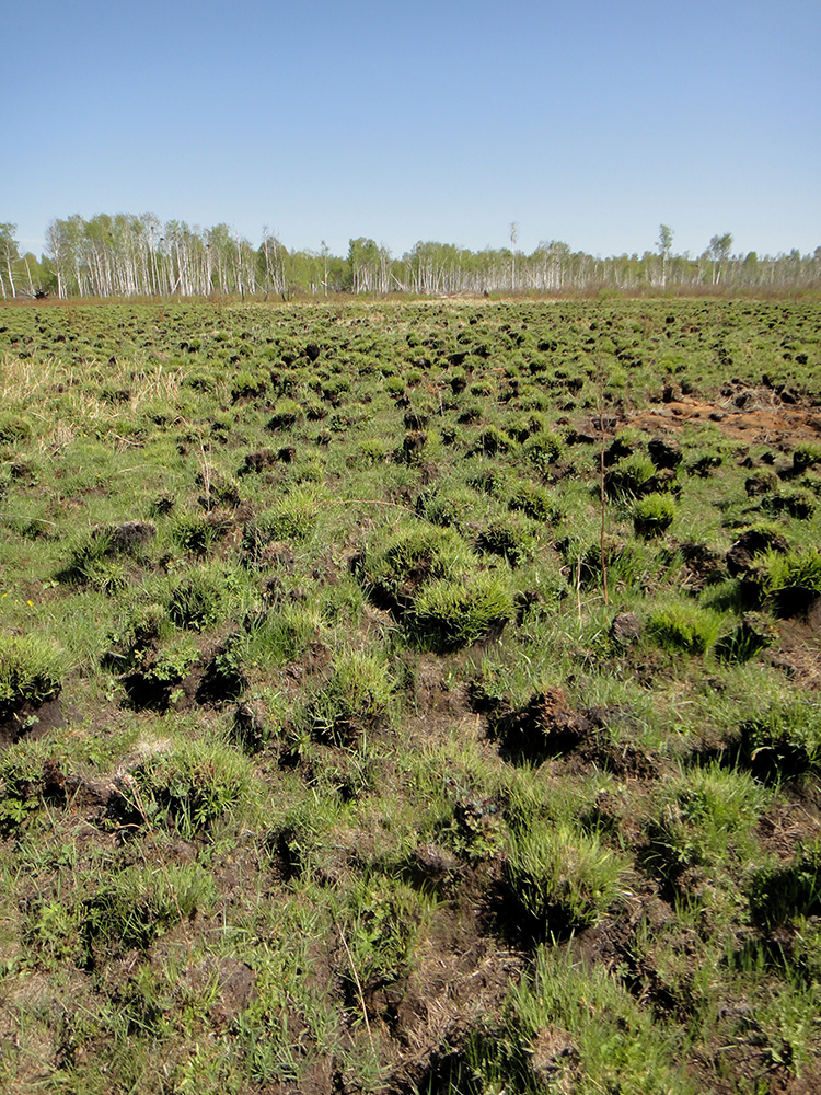 Позднякова, image of landscape/habitat.