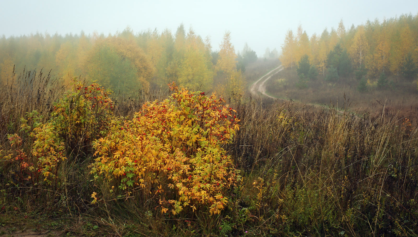 Окрестности села Красный Бор, image of landscape/habitat.