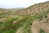 Долина Чендыра, image of landscape/habitat.