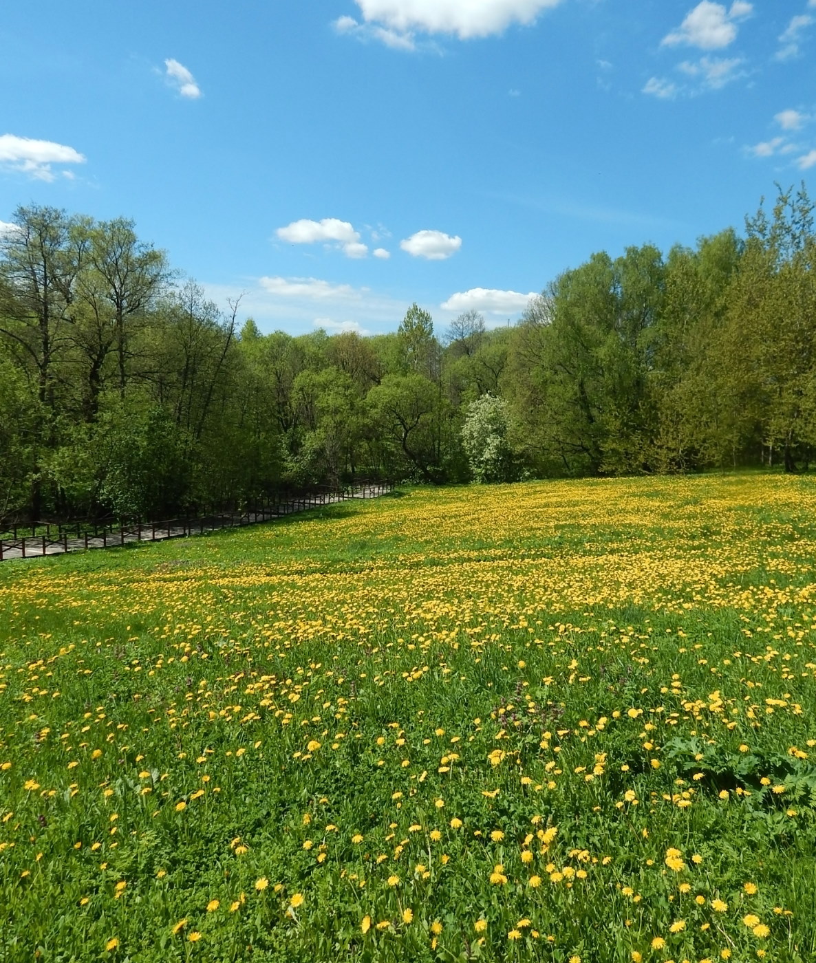 Битцевский лес, image of landscape/habitat.