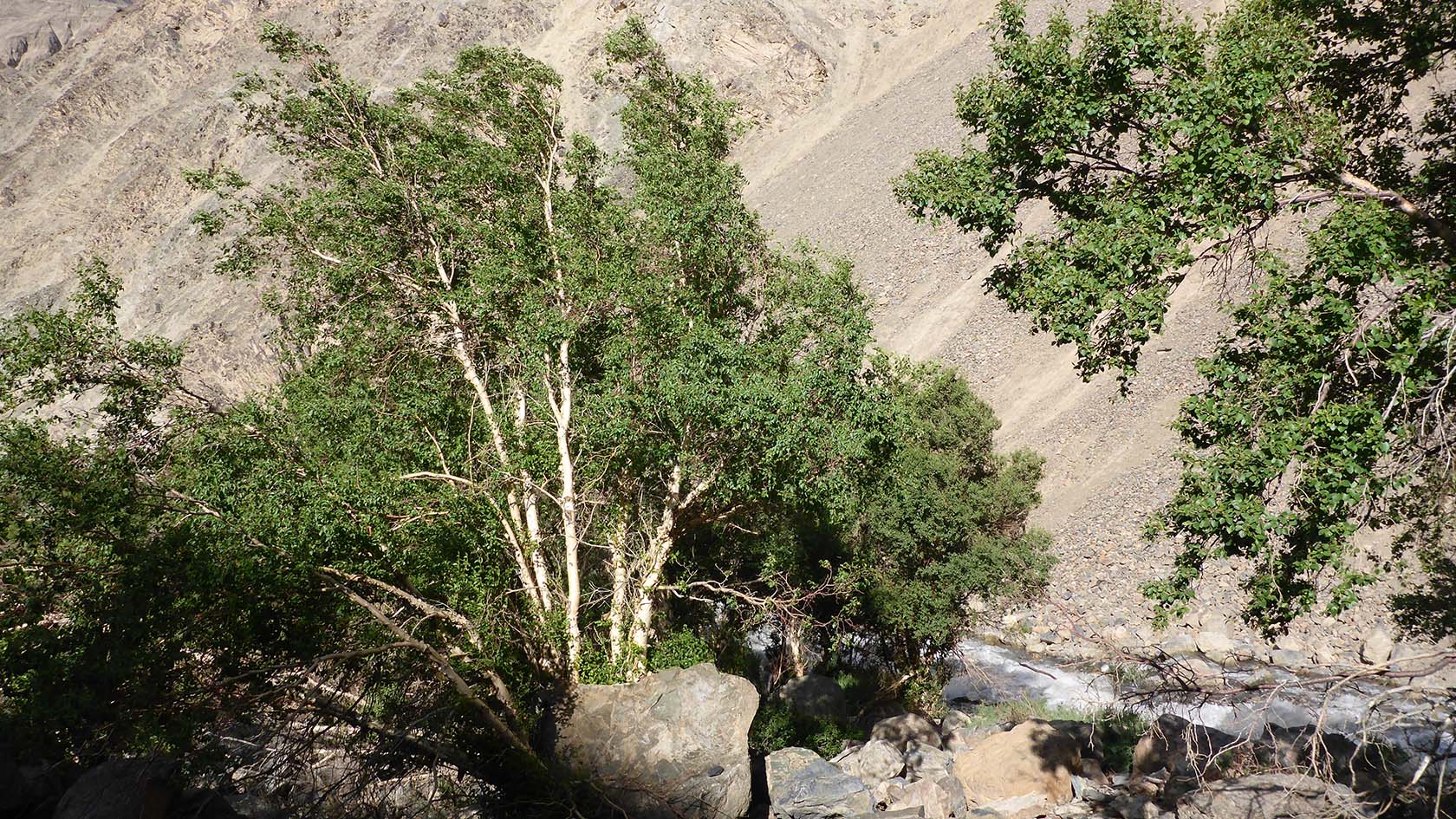 Берёзовая, image of landscape/habitat.