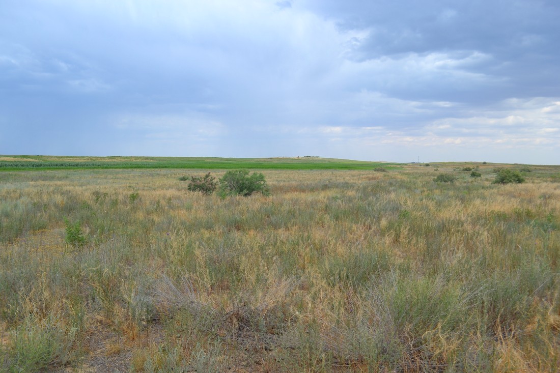 Подстепка, image of landscape/habitat.