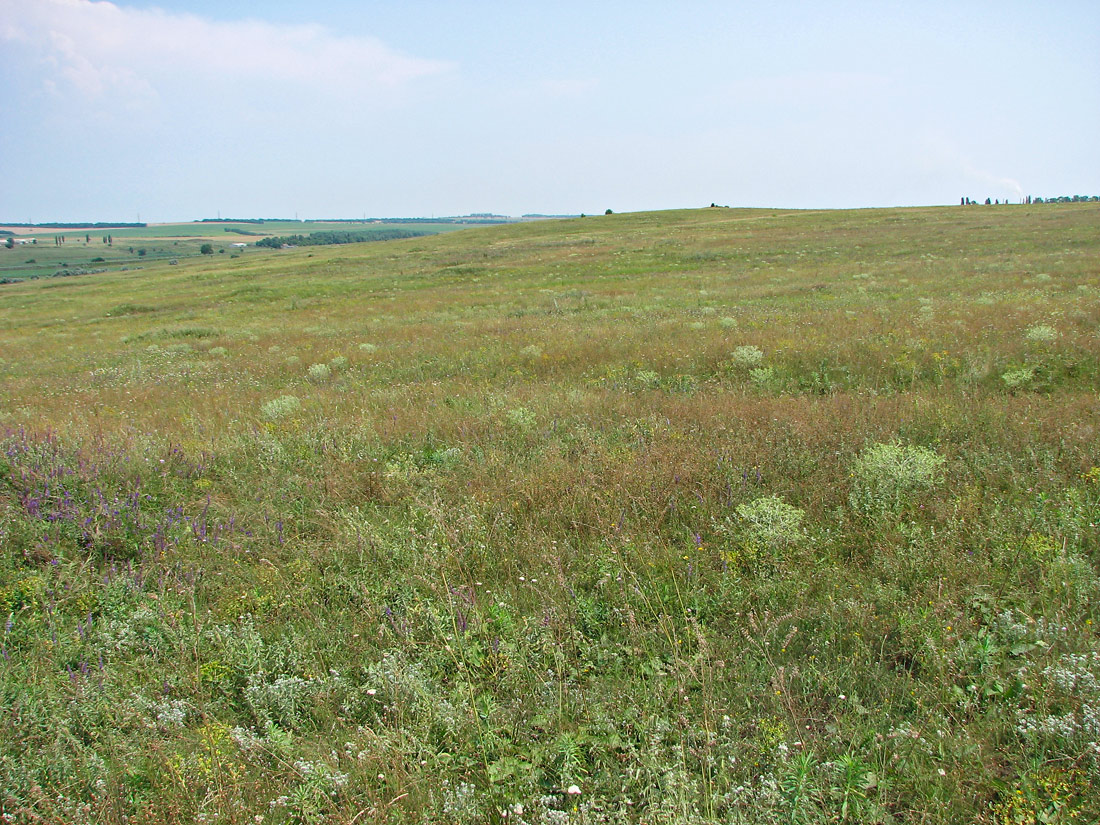 Берестовая, image of landscape/habitat.