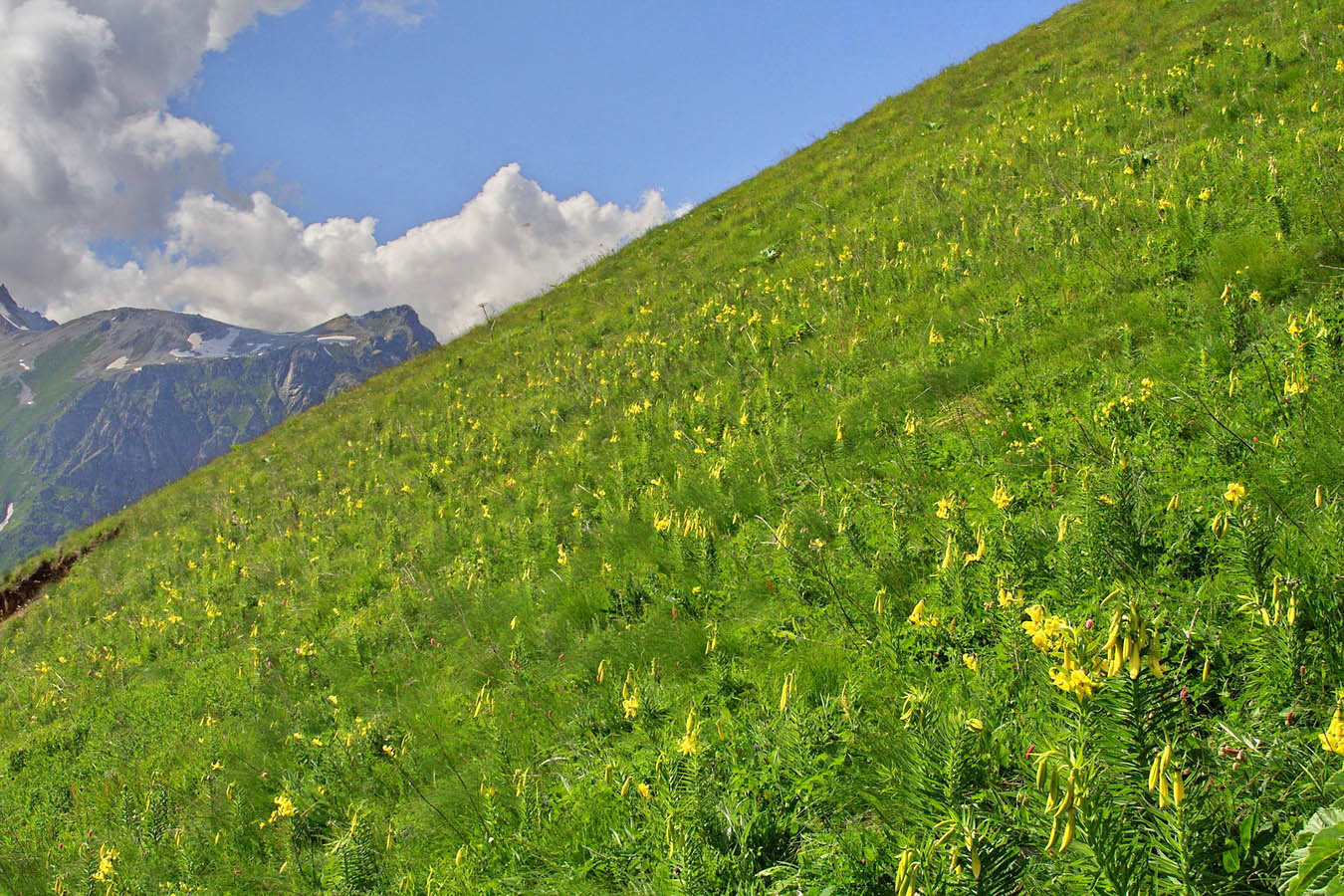 Гора Мусса-Ачитара, image of landscape/habitat.