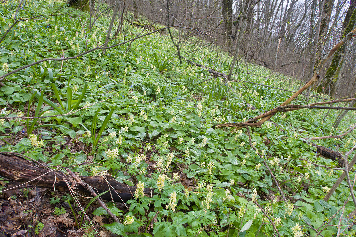 Гора Рябкова, image of landscape/habitat.