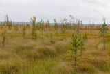 Сестрорецкое болото, image of landscape/habitat.