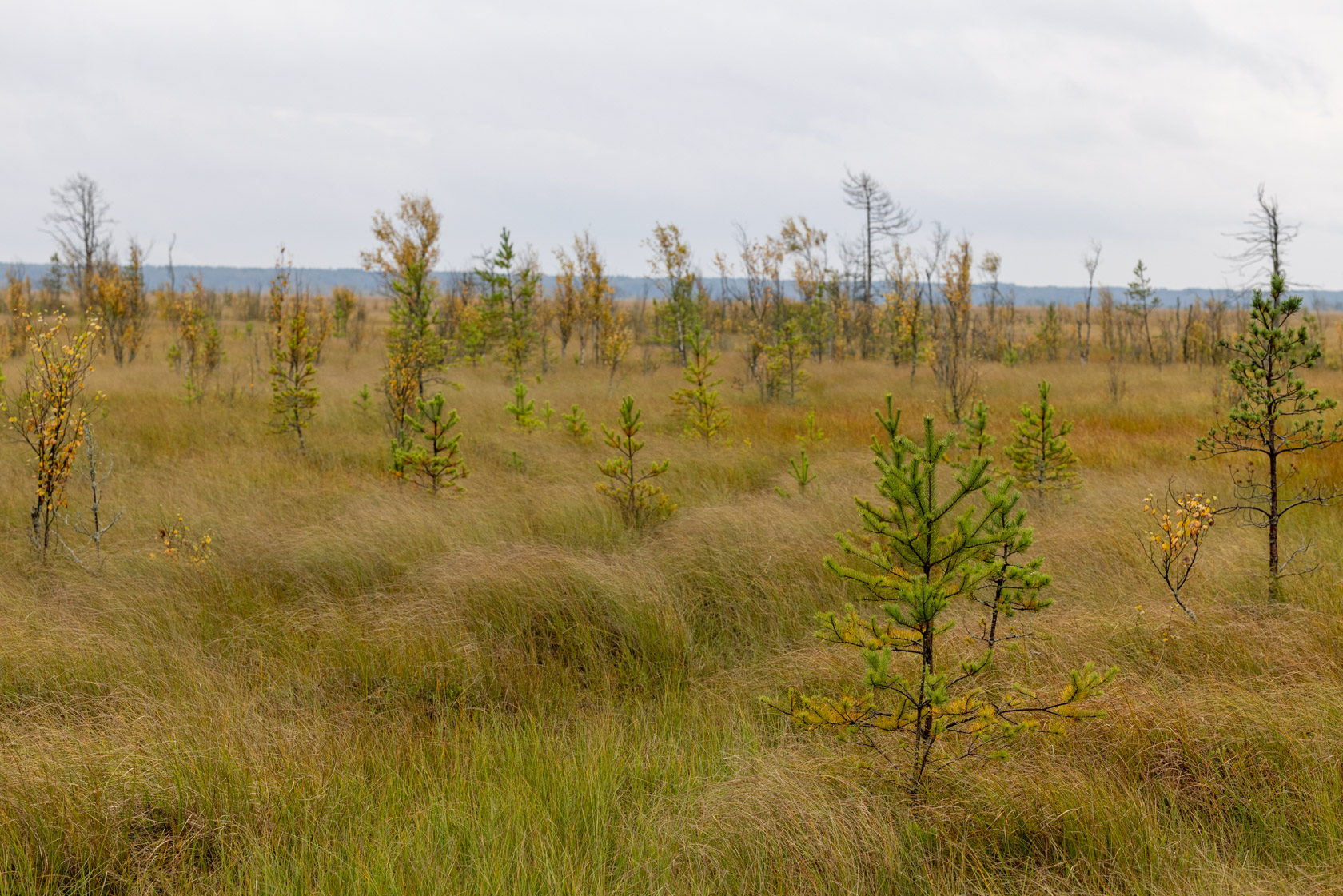 Сестрорецкое болото, image of landscape/habitat.