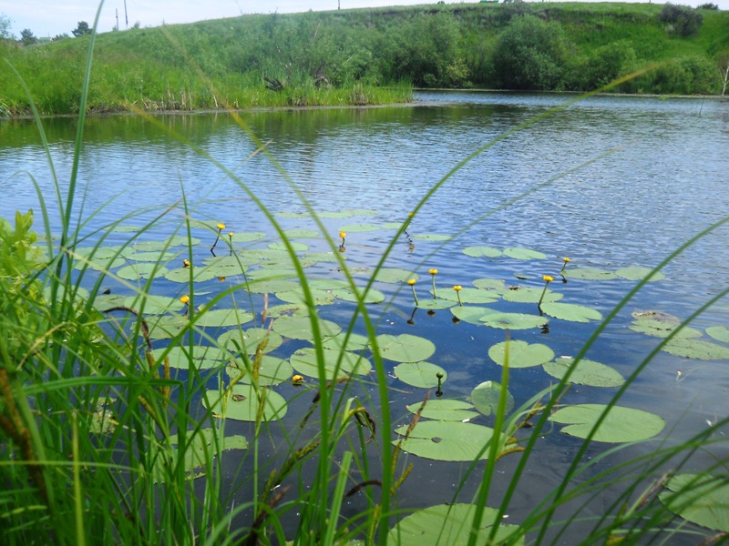 Долина реки Шипунихи, image of landscape/habitat.