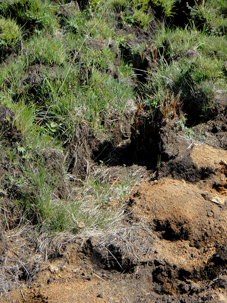 Позднякова, image of landscape/habitat.