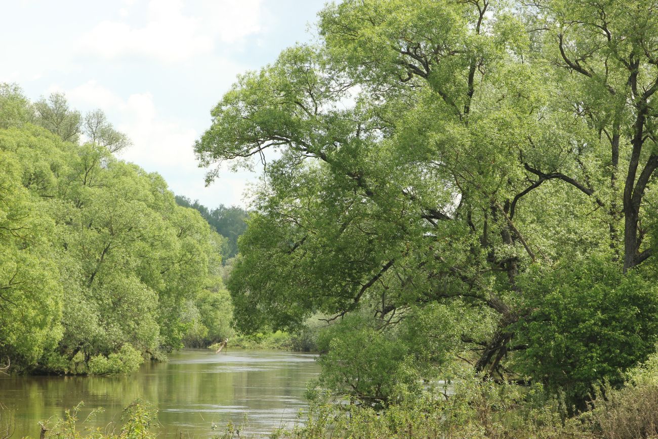 Окрестности деревни Сатино, image of landscape/habitat.