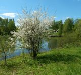 Битцевский лес, image of landscape/habitat.