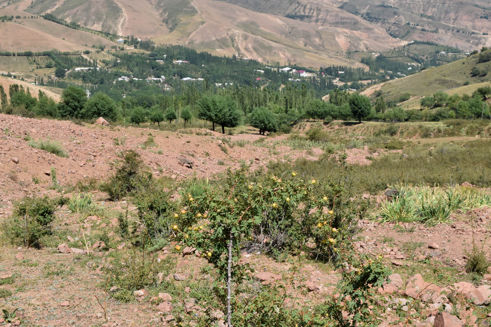 Кишлак Эрташ (Ertash), image of landscape/habitat.