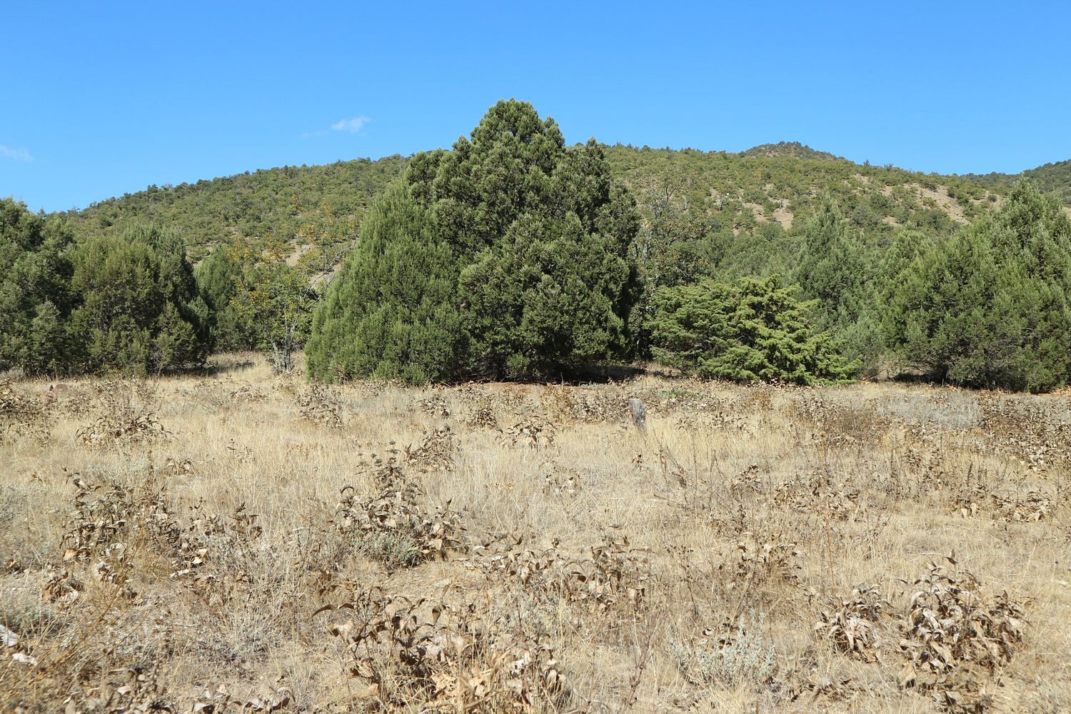 Сокол, image of landscape/habitat.