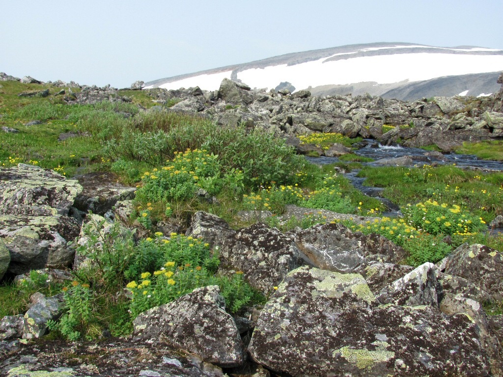 Верховья Большой Пайпудыны, image of landscape/habitat.