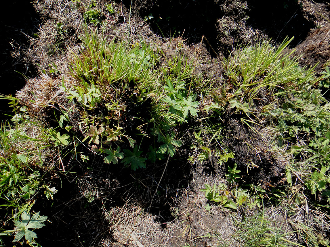 Позднякова, image of landscape/habitat.