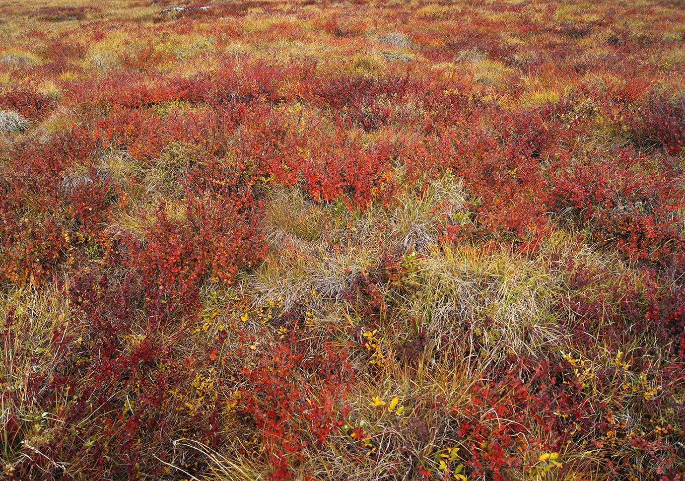 Долина реки Сахынья, image of landscape/habitat.