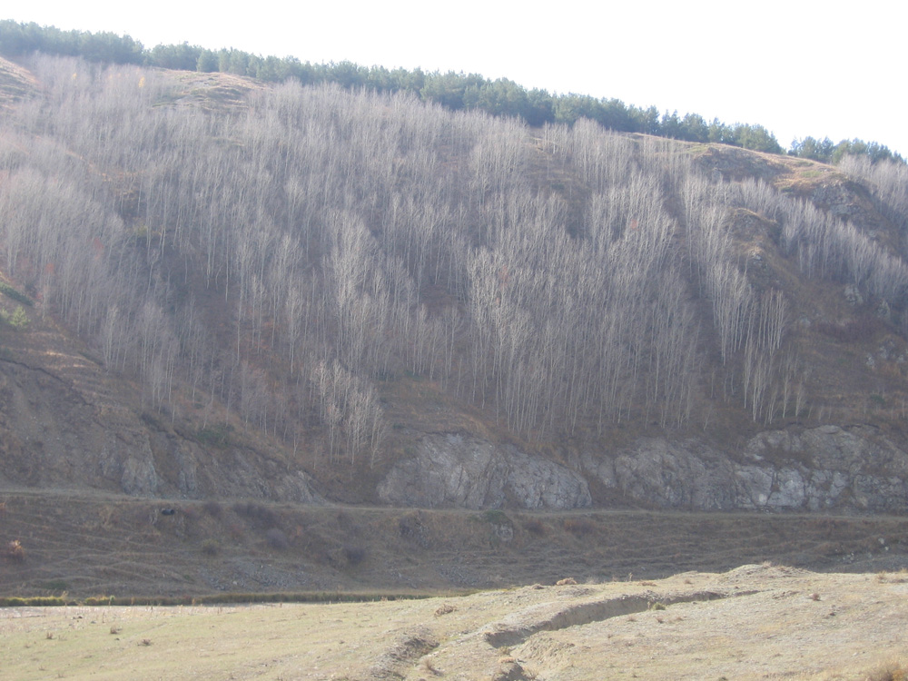 Гюмри, image of landscape/habitat.