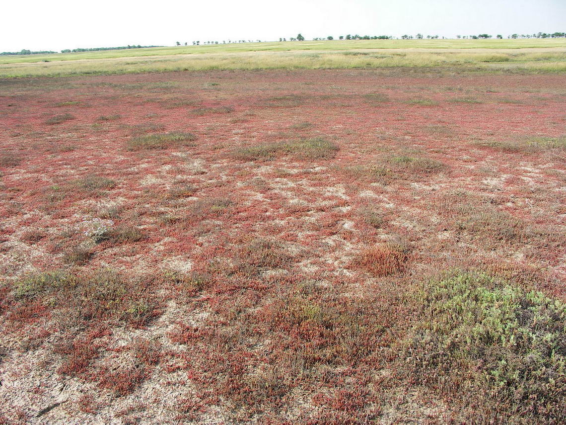 Северное Присивашье, image of landscape/habitat.