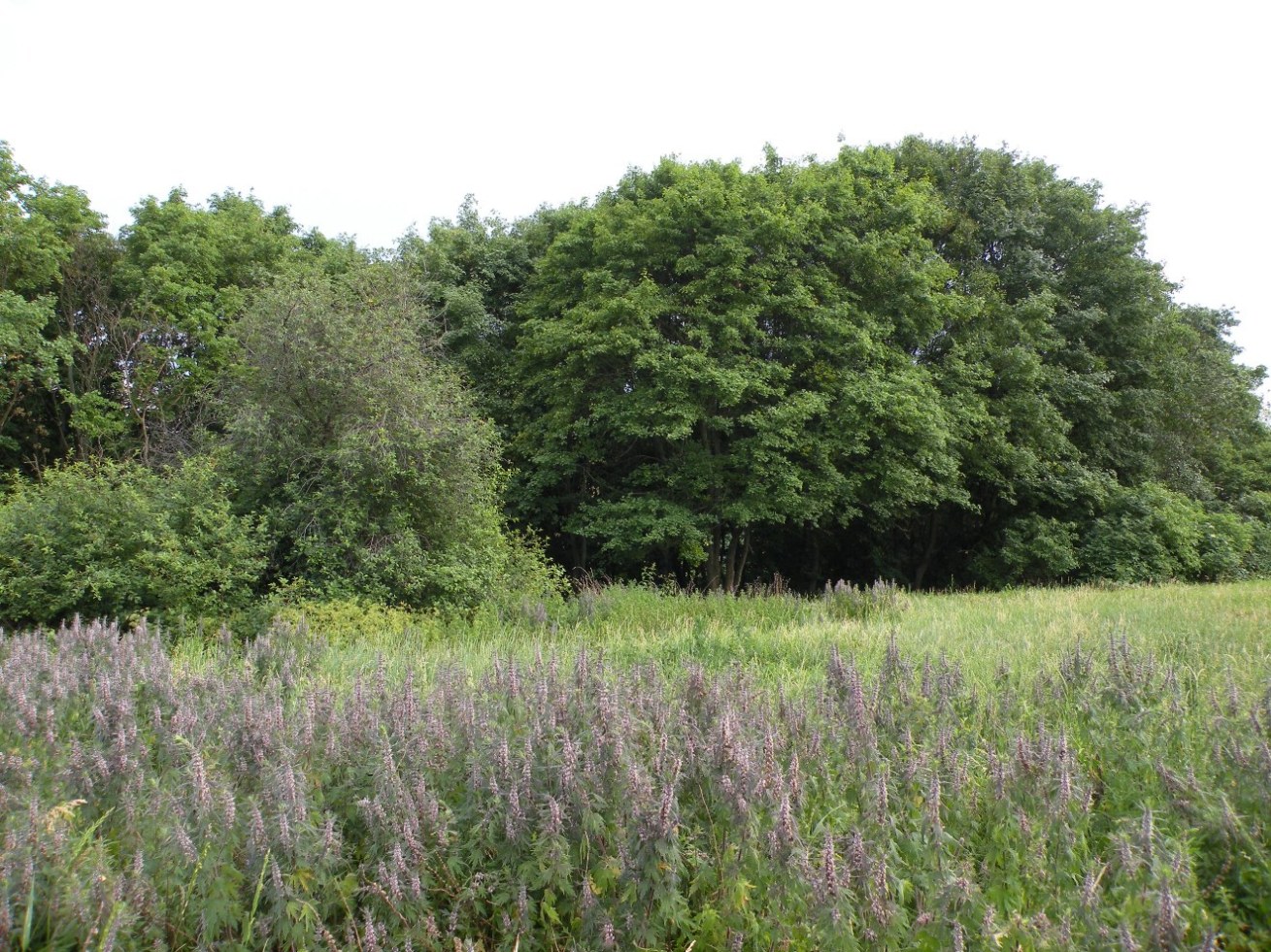 Окрестности пгт Новониколаевка, image of landscape/habitat.