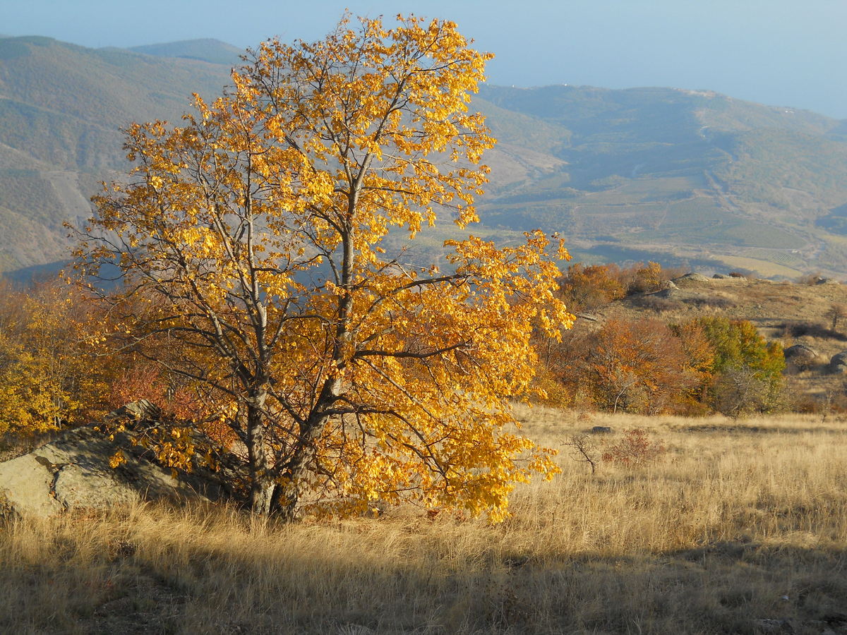 Южная Демерджи, image of landscape/habitat.