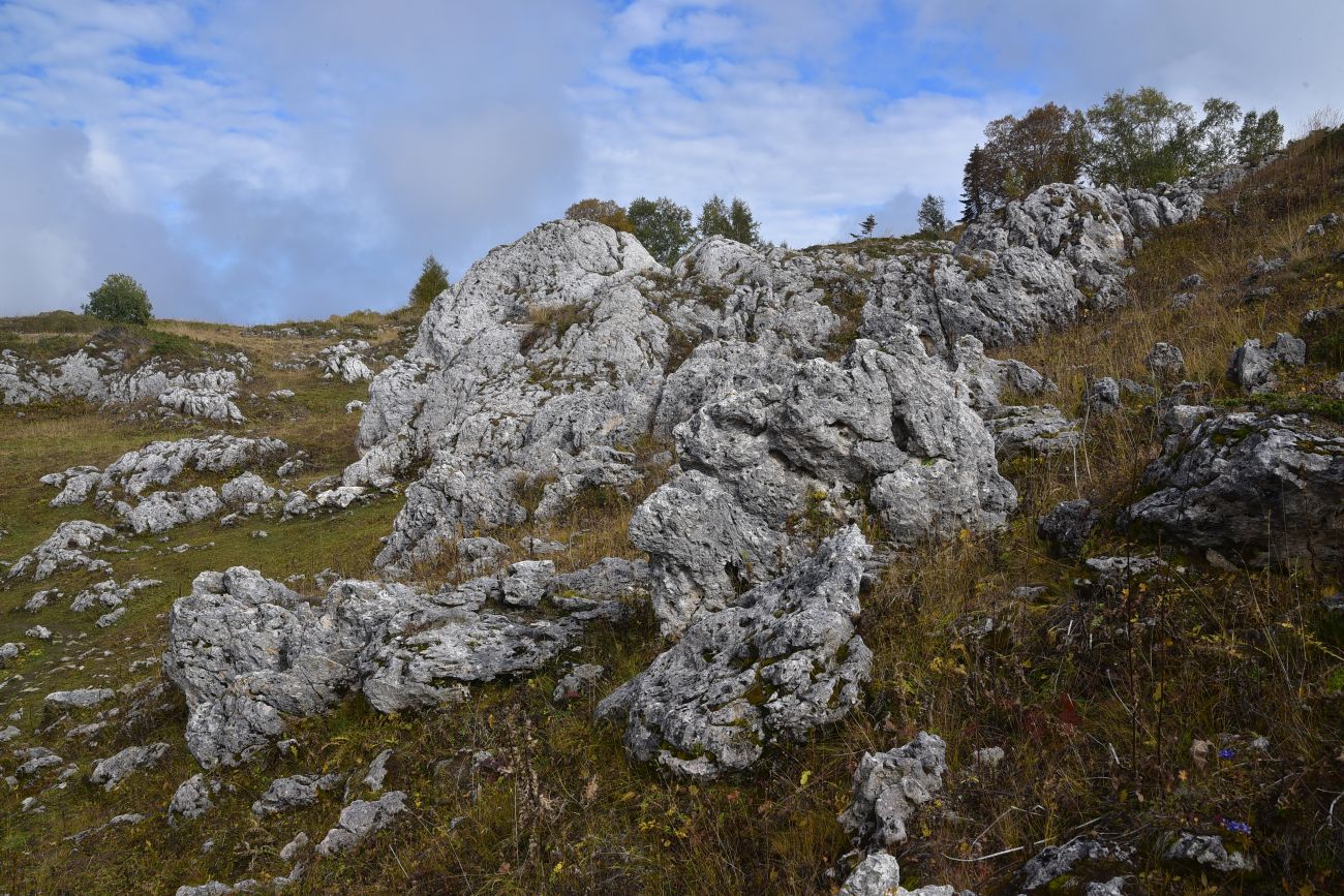 Плато Лагонаки, image of landscape/habitat.