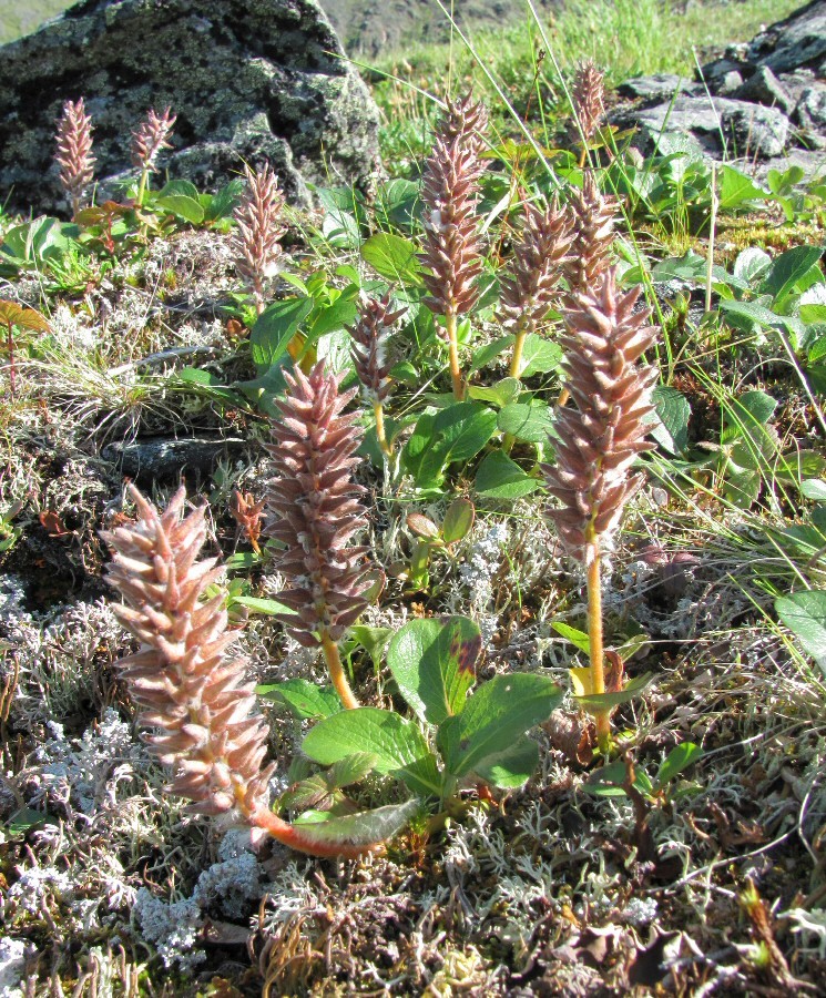 Бадьяшор, image of landscape/habitat.