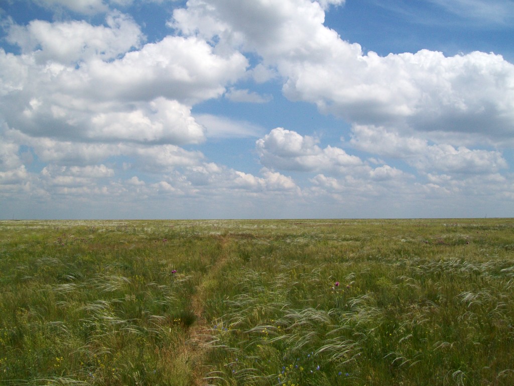 Заповедная степь Аскания-Нова, image of landscape/habitat.