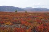 Долина реки Сахынья, image of landscape/habitat.