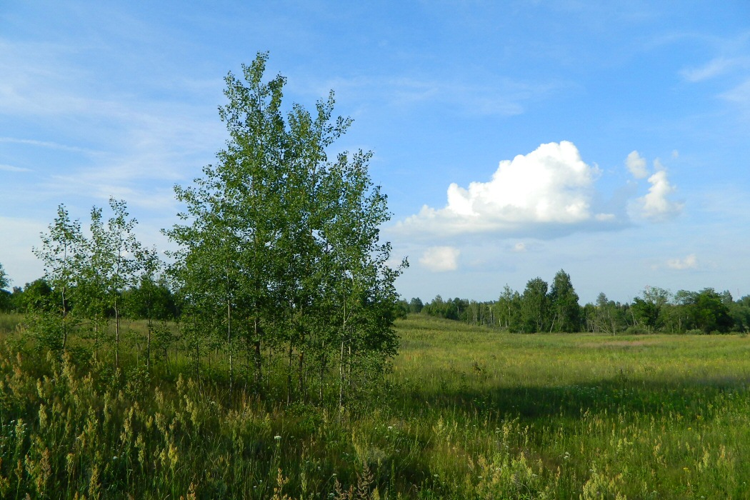 Жарь, image of landscape/habitat.