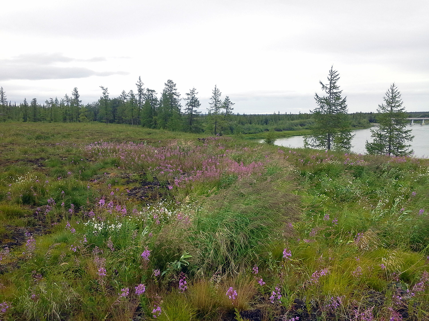 Ханмей в окрестностях Обской, image of landscape/habitat.