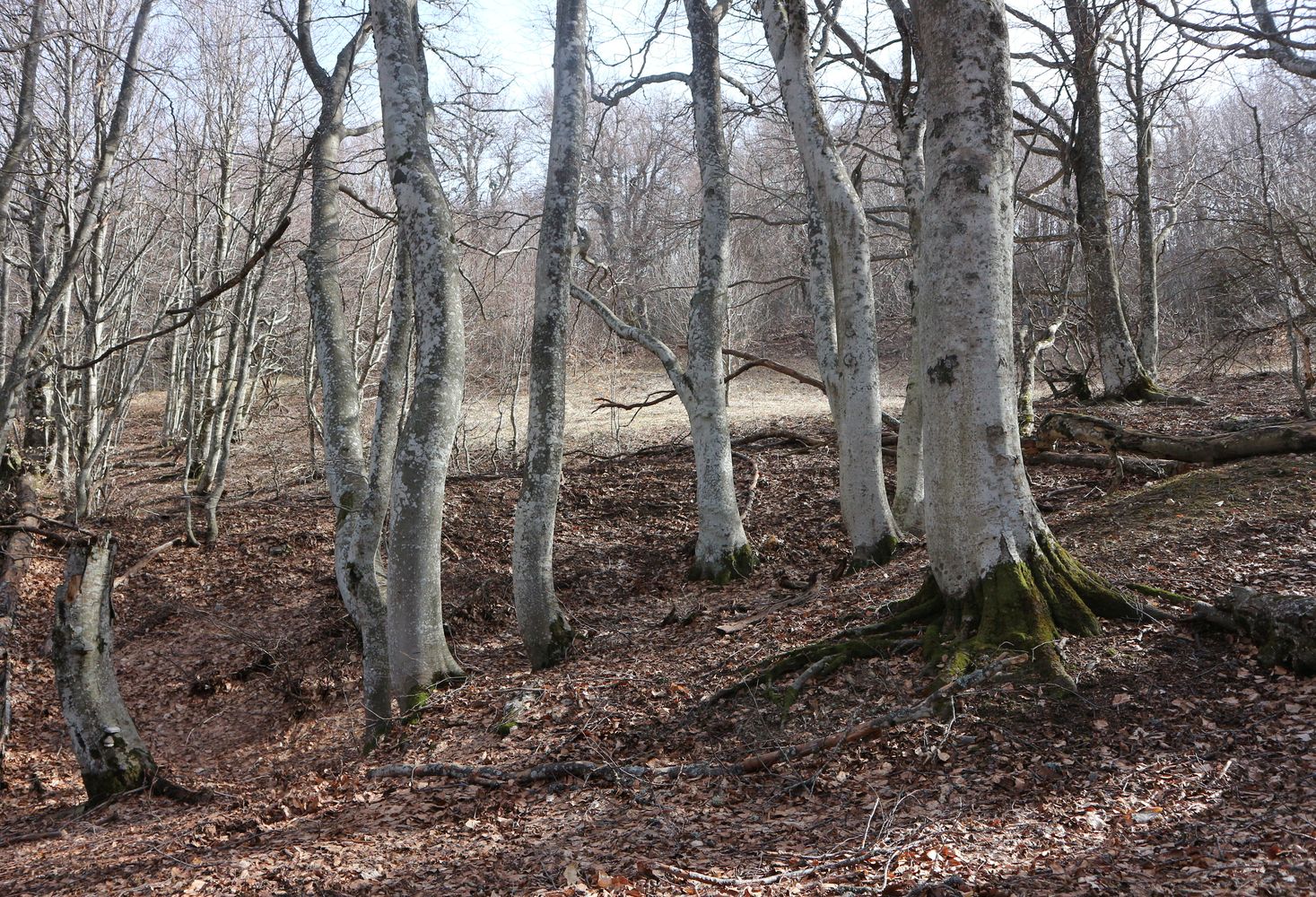 Перья Хапхала, image of landscape/habitat.