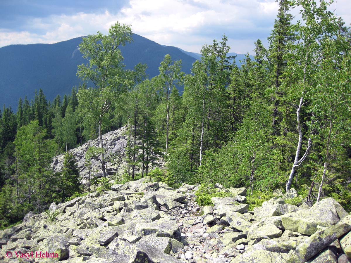 Заповедник "Горганы", Максимец, image of landscape/habitat.