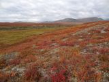 Долина реки Сахынья, image of landscape/habitat.