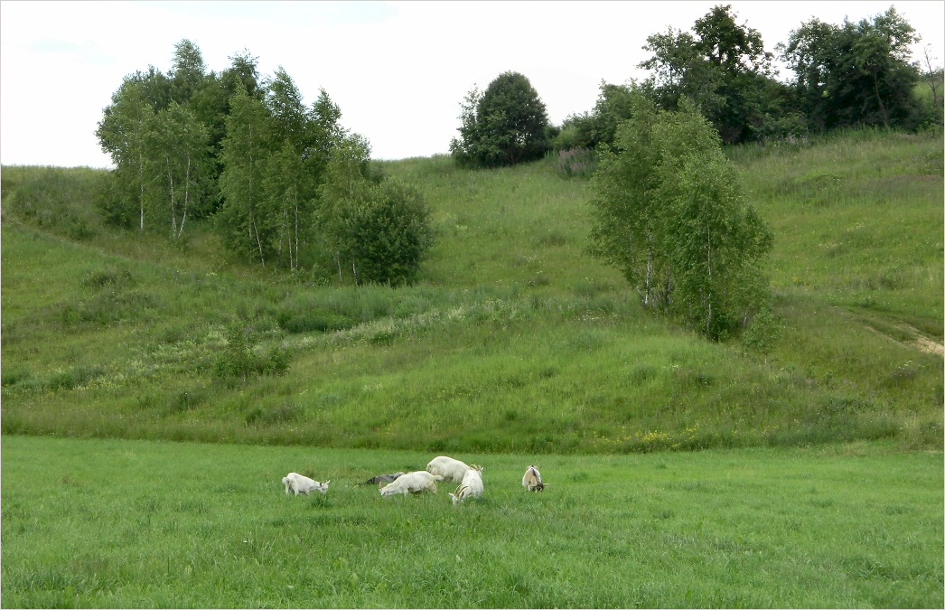 Смоленск, image of landscape/habitat.