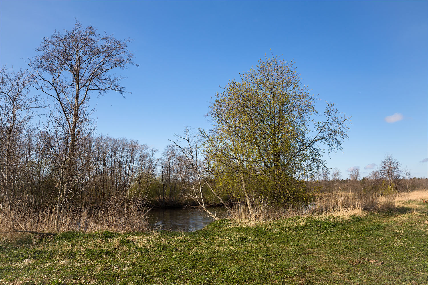 Нижняя Луга, image of landscape/habitat.