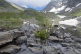 Озеро Тихое, image of landscape/habitat.