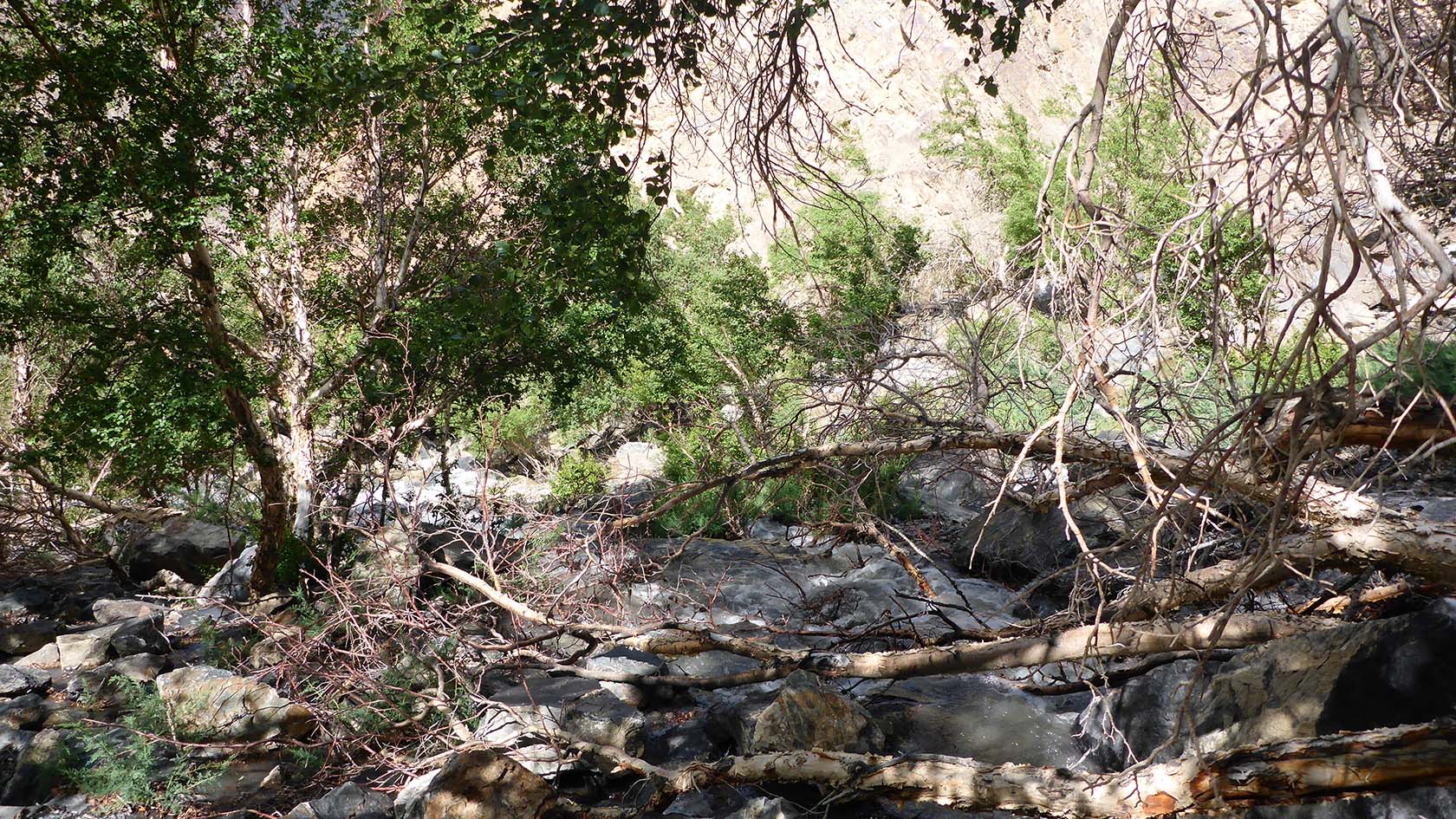 Берёзовая, image of landscape/habitat.
