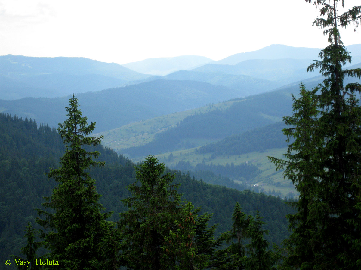 Заповедник "Горганы", Максимец, image of landscape/habitat.