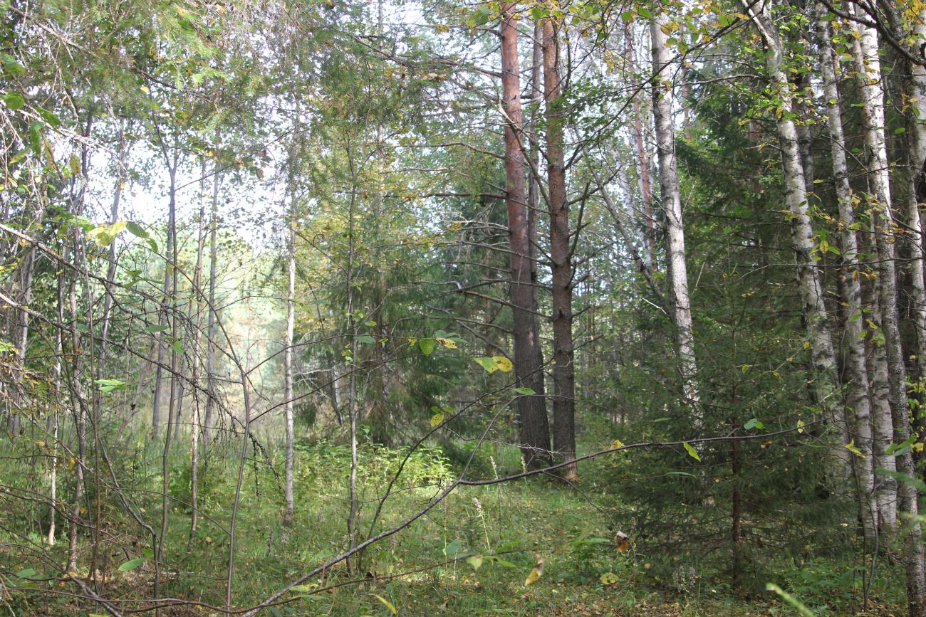 Комариха, image of landscape/habitat.