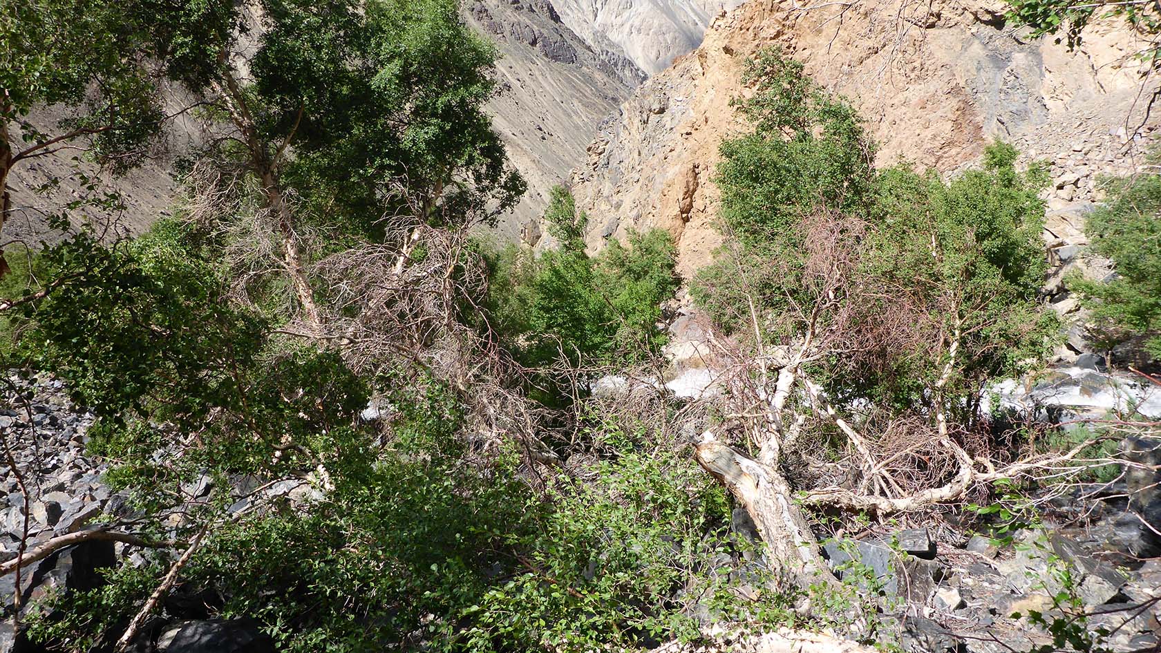 Берёзовая, image of landscape/habitat.